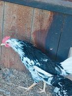 Bonte Leghorn Haan te koop, Mannelijk, Kip