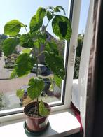 Paprika planten ongeveer 60 cm hoog met bloemen en paprika., Ophalen, Overige soorten, Minder dan 100 cm