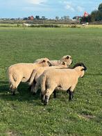 3 mooie hamsphire down ooien van 2024, Dieren en Toebehoren, Schapen, Geiten en Varkens, Vrouwelijk, Schaap