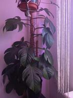 Prachtige Philodendron te koop!, Ophalen of Verzenden