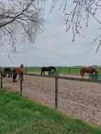 Rusthuis/pensioenstal plek v. 2 ruinen!!, Dieren en Toebehoren, Weidegang, 2 of 3 paarden of pony's