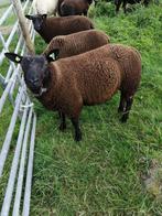 Zwarte dekram, Dieren en Toebehoren, Schapen, Geiten en Varkens, Mannelijk, Schaap, 0 tot 2 jaar