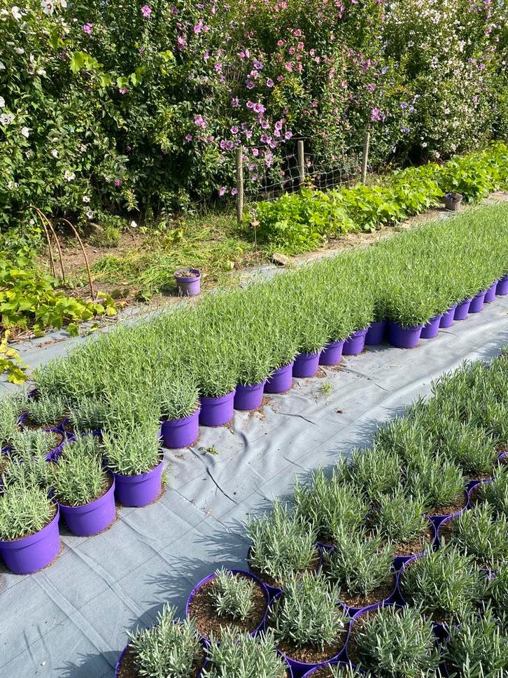 Lavendel hidcote paars winterhard in20cmpot €1 wit €2, Tuin en Terras, Planten | Tuinplanten, Overige soorten, Volle zon, Ophalen