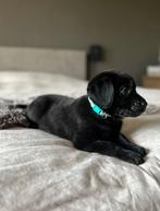 Friese stabij x Labrador pups ❤️, Dieren en Toebehoren, Overige rassen, 8 tot 15 weken, CDV (hondenziekte), Meerdere