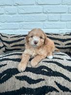 Maltipoo pups, maltezer x toy poedel, Dieren en Toebehoren, Honden | Chihuahua's en Gezelschapshonden, Parvo, Nederland, Overige rassen