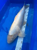 Japanse koi, Dieren en Toebehoren, Vissen | Vijvervissen, Karper of Koi