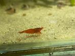 Uitgeselecteerde bloody mary garnalen, Kreeft, Krab of Garnaal, Zoetwatervis
