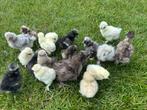 Een dags kuikens zijdehoen usa, Dieren en Toebehoren, Pluimvee, Geslacht onbekend, Kip