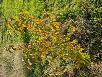 Leuke Cornus! Rode kornoelje  beschikbaar voor biedingen