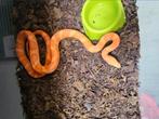 0.1 rattenslang, Dieren en Toebehoren, Reptielen en Amfibieën, Slang, 0 tot 2 jaar