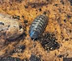 Armadillidium vulgare, Dieren en Toebehoren, Insecten en Spinnen, Overige soorten