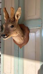 Opgezet hertje- taxidermie, Ophalen of Verzenden, Gebruikt, Hert, Opgezet dier