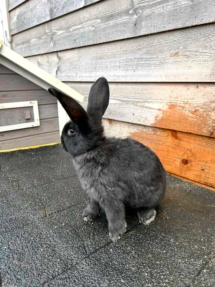 Dwerghangoor x Vlaamse reus te koop, Dieren en Toebehoren, Konijnen, Middelgroot, Meerdere dieren, 0 tot 2 jaar