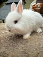 Deze lieve kleurdwergjes kunnen gereserveerd worden, Dieren en Toebehoren, Konijnen, Geslacht onbekend, Groot