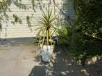 Plant palm incl. pot, Ophalen, Gehele jaar, Volle zon, Zaad