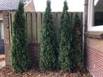 GRATIS drie coniferen Thuja, Ophalen, Bloeit niet, Halfschaduw, Overige soorten