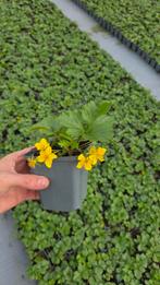 Waldsteinia Ternata vaste plant 9cm winterhard - goedkoop, Tuin en Terras, Ophalen of Verzenden, Overige soorten, Volle zon