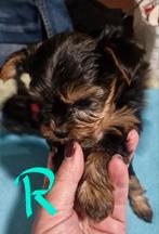 Mini york terier puppy's, Yorkshire Terriër, Reu, CDV (hondenziekte), 8 tot 15 weken