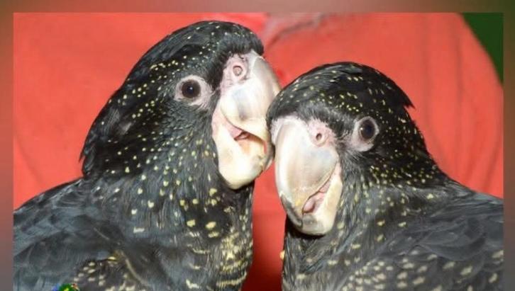 Zeldzaam soorten kaketoe’s, Dieren en Toebehoren, Vogels | Parkieten en Papegaaien, Papegaai, Meerdere dieren, Pratend, Tam, Geringd