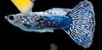 Raszuivere Blue metal dragon guppies guppen guppy's, Dieren en Toebehoren, Vissen | Aquariumvissen