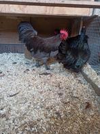 Trio australorp kriel 2025, Dieren en Toebehoren, Pluimvee, Meerdere dieren, Kip