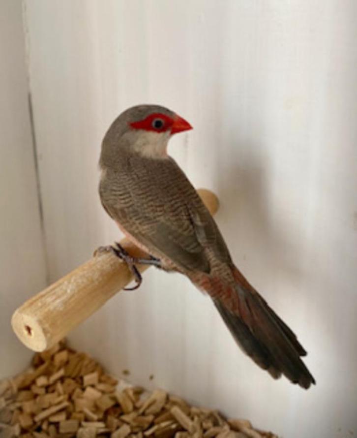 Sint helena fazantjes, Dieren en Toebehoren, Vogels | Overige Vogels, Meerdere dieren