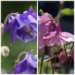 Akelei roze / paars, Ophalen, Lente, Overige soorten, Volle zon