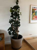 Grote kamerplant in pot (polyscias fabian), Huis en Inrichting, Kamerplanten, Ophalen, 200 cm of meer, Overige soorten, Halfschaduw