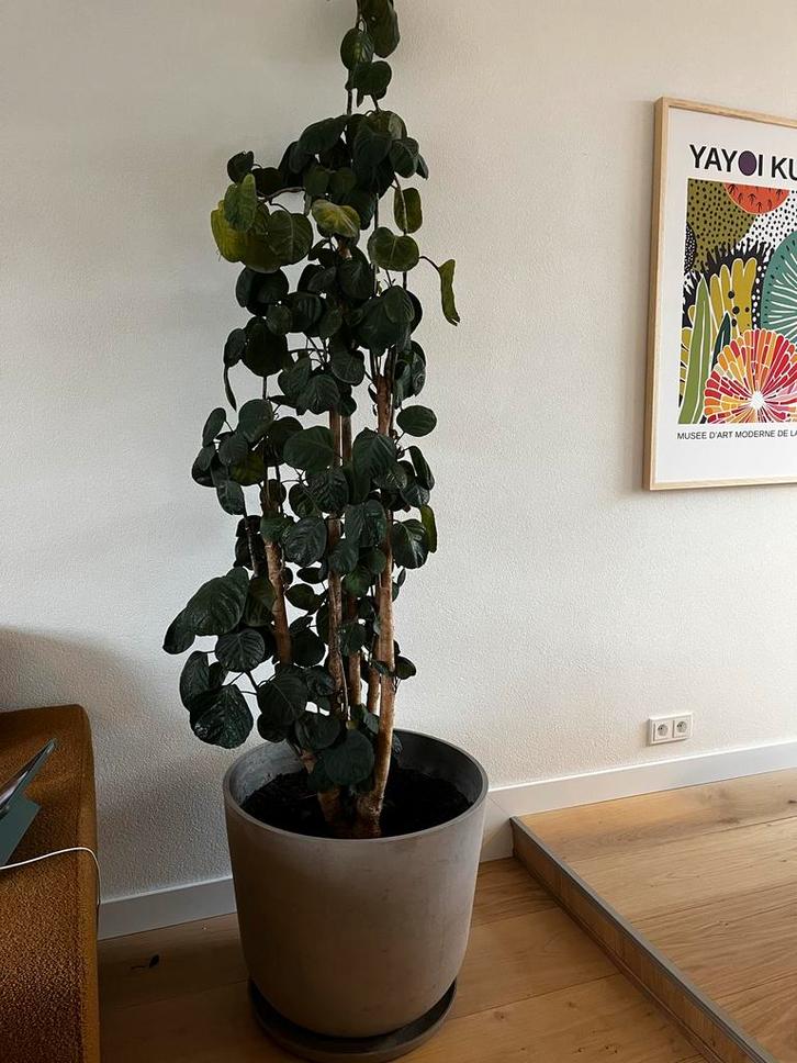 Grote kamerplant in pot (polyscias fabian), Huis en Inrichting, Kamerplanten, Overige soorten, 200 cm of meer, Groene kamerplant