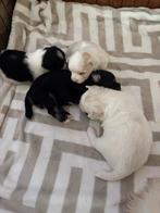 Mooie boomer pups, Dieren en Toebehoren, Honden | Chihuahua's en Gezelschapshonden, Overige rassen, Meerdere, Meerdere dieren