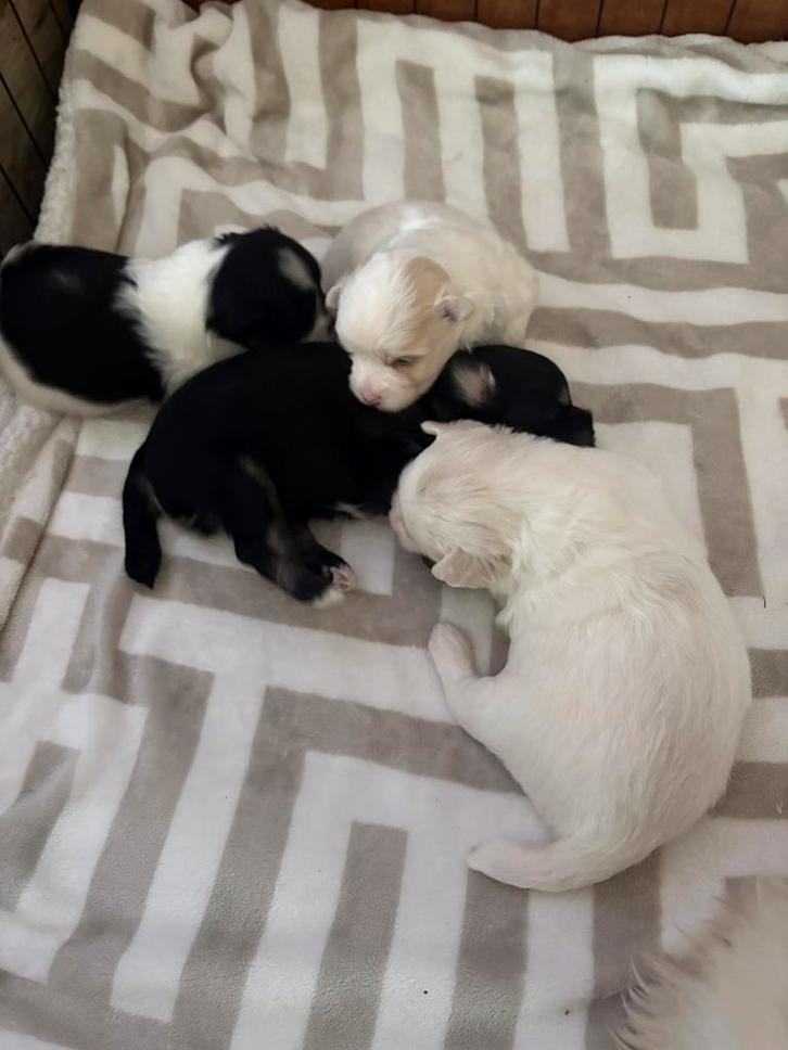 Mooie boomer pups, Dieren en Toebehoren, Honden | Chihuahua's en Gezelschapshonden, Meerdere dieren, Overige rassen, Particulier