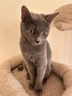 Grijze birtse korthaar kitten meisje, Poes