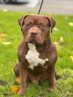 American bully xl dekreu Health Tested!, Dieren en Toebehoren, Parvo, Reu, 1 tot 2 jaar, Eén hond