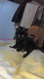 1  poesje  ‘europese korthaar kitten, Poes, Ontwormd, 0 tot 2 jaar