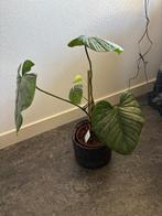 Philodendron Mamei, Huis en Inrichting, Kamerplanten, Ophalen, Overige soorten, Halfschaduw, Minder dan 100 cm