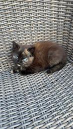 Kitten, Ophalen of Verzenden, Dier