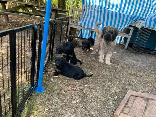 Pups Gos d’Atura Català, Catalaanse herder, Dieren en Toebehoren, Honden | Herdershonden en Veedrijvers, Meerdere dieren, Herder