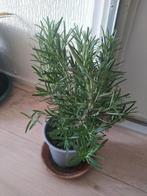 Rozemarijn  plant, Tuin en Terras, Planten | Tuinplanten, Ophalen, Volle zon