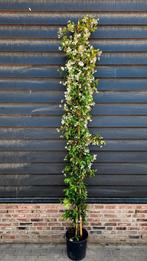 Toscaanse Jasmijn🌿Trachelospermum Jasminoides❗250-300 cm❗, Tuin en Terras, Planten | Struiken en Hagen, Ophalen, Overige soorten