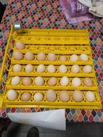 Broedeieren, Dieren en Toebehoren, Geslacht onbekend, Kip