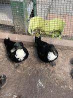 Koppel kwakers, Dieren en Toebehoren, Pluimvee, Meerdere dieren, Eend