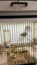 Koppel edelzangers te koop, Meerdere dieren, Tropenvogel, Geringd