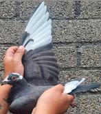 Postduif kleindochter "MAX"/"NEW KITTEL"