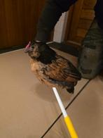 Antwerpse baardkriel haantjes, Dieren en Toebehoren, Mannelijk, Kip