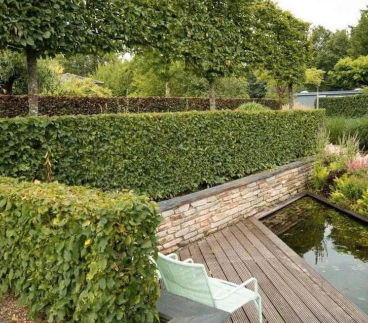 Beukenhagen op voorraad, Tuin en Terras, Planten | Bomen, Overige soorten, Halfschaduw, Bloeit niet, Ophalen of Verzenden