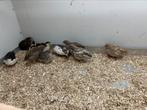 Kwartels Natuurbroed, Meerdere dieren, Tropenvogel
