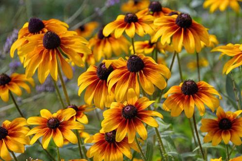 Bio Zaden Ruige rudbeckia - Rudbeckia hirta, Tuin en Terras, Bloembollen en Zaden, Zaad, Voorjaar, Volle zon, Ophalen of Verzenden