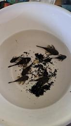 Jonge algeneters, Vis, Zoetwatervis