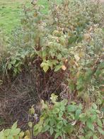 herfst frambozen planten., Tuin en Terras, Ophalen, Overige soorten, Volle zon