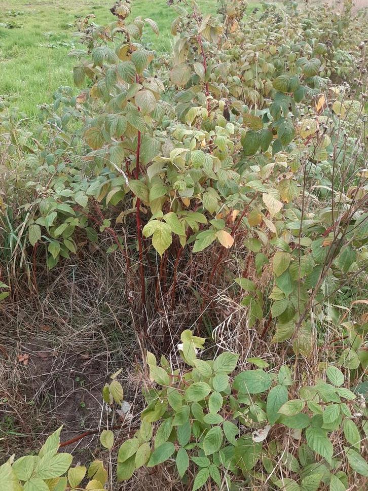 herfst frambozen planten., Tuin en Terras, Planten | Tuinplanten, Overige soorten, Volle zon, Ophalen